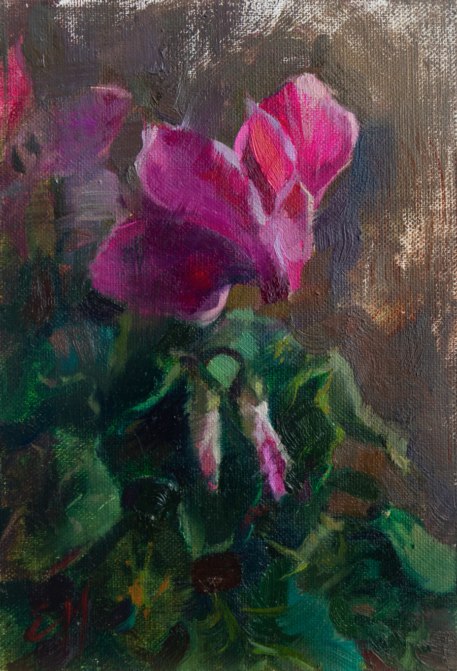 Cyclamen